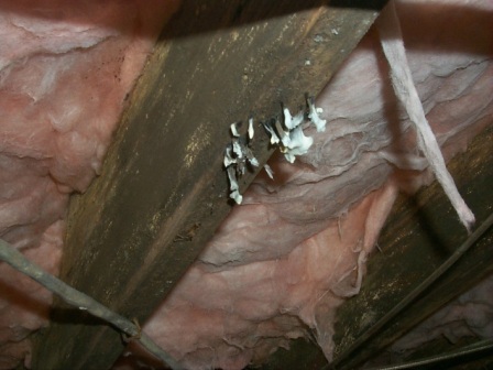 Wood Destroying Fungus